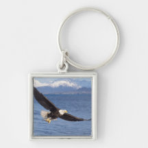 bald eagle, Haliaeetus leucocephalus, in flight 4 Key Chains