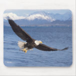 bald eagle, Haliaeetus leucocephalus, in flight 4 Mousepad