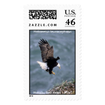 Bald Eagle - Haliaeetus leucocephalus postage by moxieann Bald Eagle - Haliaeetus leucocephalus postage