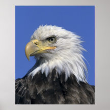 Bald Eagle, (Haliaeetus leucocephalus), wild, Posters