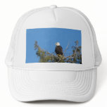 Bald Eagle Hat Bald Eagle Hat