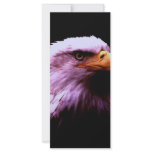 Bald Eagle Head Custom Rack Card