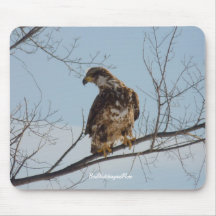 Bald Eagle (Imature) Mousepads