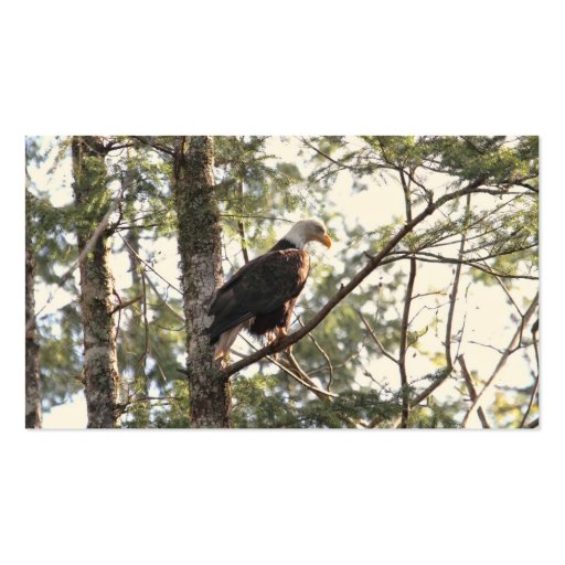 Bald Eagle in a Tree Business Card Template (back side)