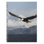 Bald Eagle in Flight, Haliaeetus leucocephalus, Notebooks