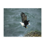 Bald eagle in flight, Kodiak Archipelago, Alaska Postcards