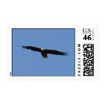 Bald Eagle in Flight: Postage