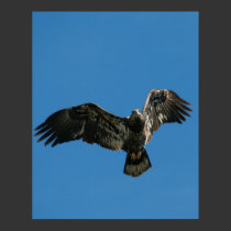 "Bald Eagle in Flight" posters