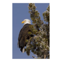 Bald Eagle in Pine Yellowstone National Park posters by JPKWILD Bald Eagle in Pine Yellowstone National Park posters