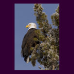 Bald Eagle in Pine Yellowstone National Park