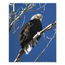 Bald Eagle in Tree 8x10 Photo Print