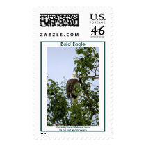 Bald Eagle in Tree - HaliaeetusLeucocephalus postage