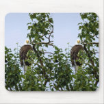 Bald Eagle in Tree Mouse Pads
