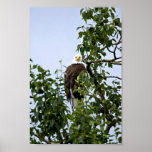 Bald Eagle in Tree Print