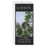 Bald Eagle in Tree rack cards
