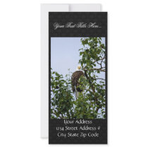 Bald Eagle in Tree Rack Cards