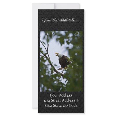 Bald Eagle in Tree Rack Card by animalpark