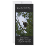 Bald Eagle in Tree Rack Card
