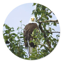 Bald Eagle in Tree stickers