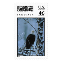 Bald Eagle in winter snow  postage