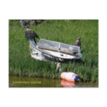 Bald Eagle Juveniles on a Fishing Skiff Postcards