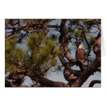 Bald Eagle @ Kennedy Space Center Cards