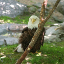 Bald Eagle Keychain photo sculptures by jetkrazee Bald Eagle Keychain photo sculptures