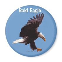 BALD EAGLE Landing Design magnets by RavenSpiritPrints BALD EAGLE Landing Design magnets