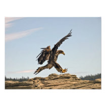 Bald Eagle Landing Fine Art Print Photo