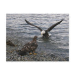 Bald Eagle Landing on the Beach Postcards