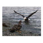 Bald Eagle Landing on the Beach Postcards