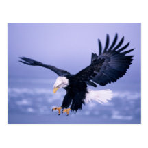 Bald Eagle Landing Wings Spread in a Storm, Postcard