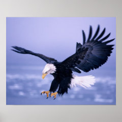 Bald Eagle Landing Wings Spread in a Storm, Posters