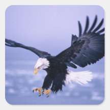 Bald Eagle Landing Wings Spread in a Storm, Stickers