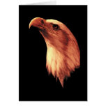 Bald Eagle Looks Up Greeting Cards