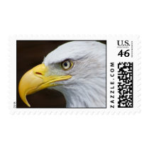 Bald Eagle Macro postage