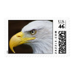 Bald Eagle Macro Postage Stamp