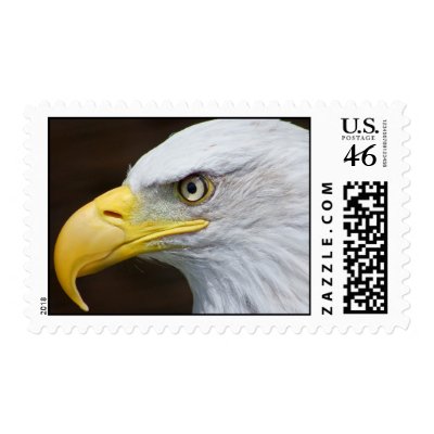 Bald Eagle Macro Postage Stamp by jdmphotography