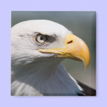 Bald Eagle Magnet magnets