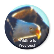 BALD EAGLE magnets