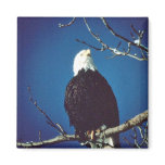 Bald Eagle Fridge Magnet