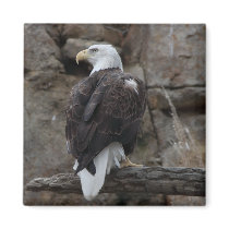 Bald Eagle magnets by iiiyaaa Bald Eagle magnets
