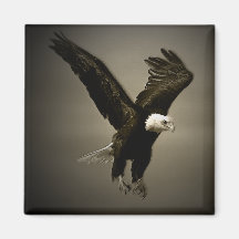 Bald Eagle Magnet