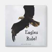 Bald Eagle Magnet