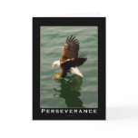 Bald Eagle Motivational Gift Greeting Cards