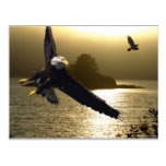 Bald Eagle Motivational Gifts Post Card