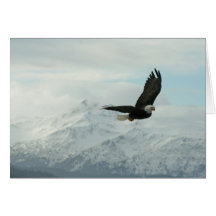 Bald eagle & mountains card
