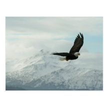 Bald eagle & mountains postcard