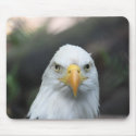 Bald Eagle Mousepad by Envelope150 Bald Eagle Mousepad