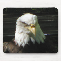 Bald Eagle mousepads